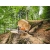 STIHL MS881 Spalinowa pilarka łańcuchowa / 90cm / 121,6cm³ /