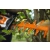 STIHL HSA130R Akumulatorowe nożyce do żywopłotu / 60cm / 36V / 48690113564