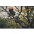 STIHL GTA40 Zestaw akumulatorowa pilarka łańcuchowa 2xAS2+AL5-2+walizka / 15cm / 10,8V