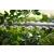 STIHL HSA40 Zestaw 2w1 Akumulatorowe nożyce do krzewów i trawy 2xAS2+AL1 / 50cm / 10,8V / HA080113527