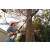 STIHL HTA50 Akumulatorowa podkrzesywarka łańcuchowa / 25cm / 36V