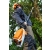 STIHL HTA86 Akumulatorowa podkrzesywarka łańcuchowa / 30cm / 36V / LA032000005