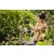 STIHL ASA20 Zestaw akumulatorowy sekator AS2+AL1 / 25mm / 10,8V